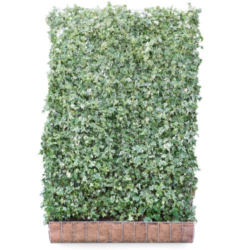 Ivy Screen (Hedera helix White ripple) 180x120 cm