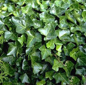 Ivy Screen Hedera helix Woerner (100cm high x 120cm wide)