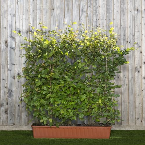 Instant Hedge Carpinus betulus (Hornbeam) in Trough