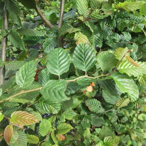 Instant Hedge Carpinus betulus (Hornbeam) in Trough