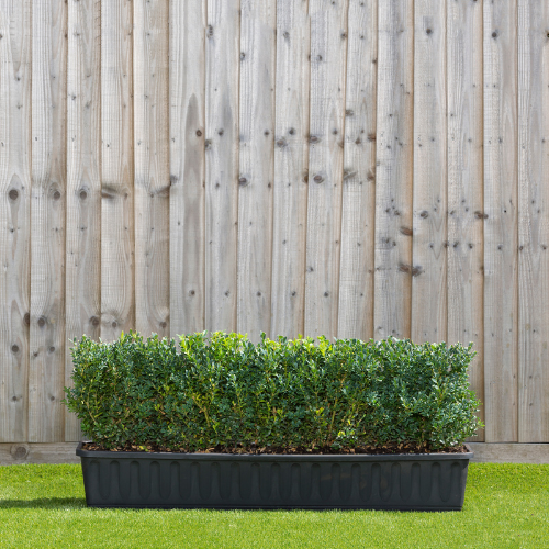 Instant Hedge Common Box (Buxus sempervirens) in Trough from 35 - 40 cm high