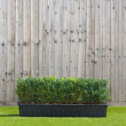 Instant Hedge Common Box (Buxus sempervirens) in trough.