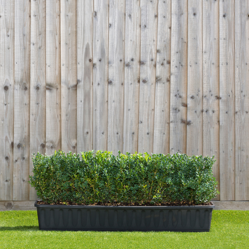 Instant Hedge Common Box (Buxus sempervirens) in Trough.