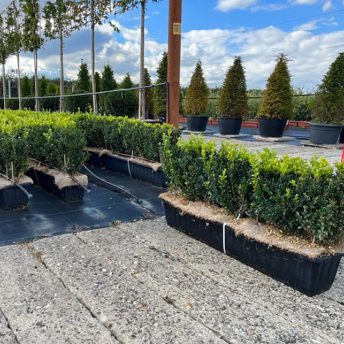 Instant Hedge Common Box (Buxus sempervirens) in Trough.