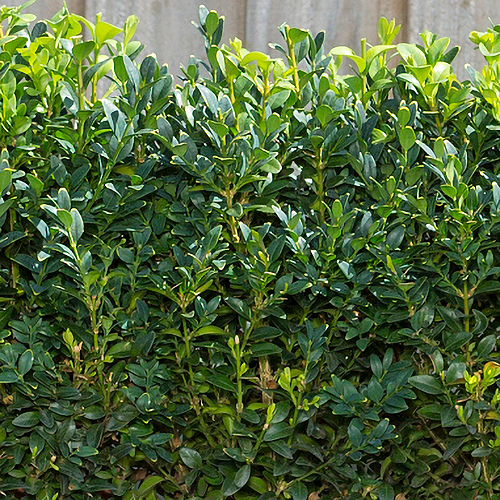 Instant Hedge Common Box (Buxus sempervirens) in trough.