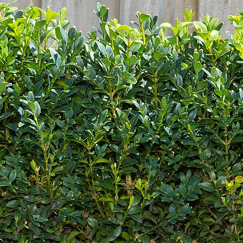 Instant Hedge Common Box (Buxus sempervirens) in Trough.