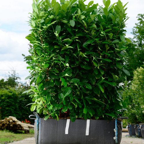 Instant Hedge Common Laurel (Prunus lau. Rotundifolia) in Hedge Bag