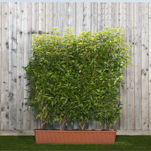 Instant Hedge Portuguese Laurel Prunus lusitanica. Angustifolia in Trough