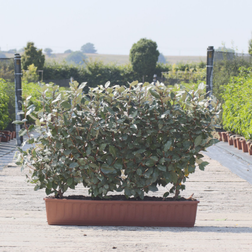 Instant Hedge Elaeagnus ebingeii Compacta  in trough