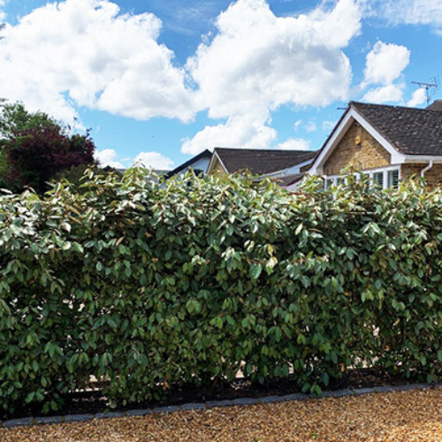 Instant Hedge Elaeagnus ebingeii Compacta  in trough