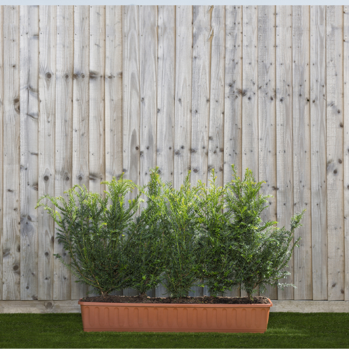 Instant Hedge English Yew (Taxus baccata) in trough