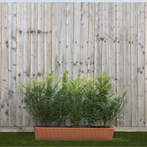 Instant Hedge English Yew (Taxus baccata) in trough 50-70 cm high