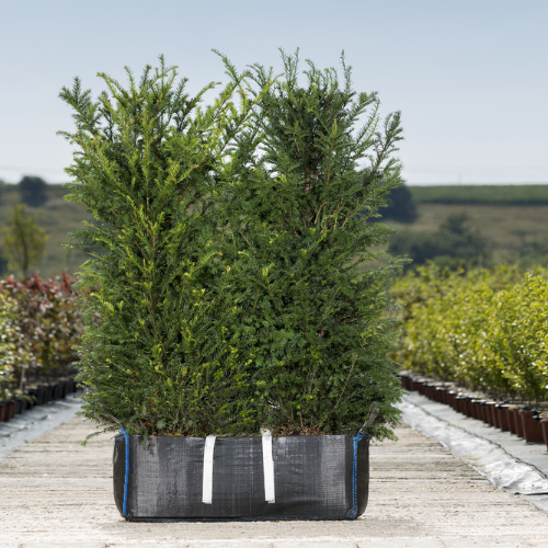 Instant Hedge English Yew (Taxus baccata) in Hedge Bag