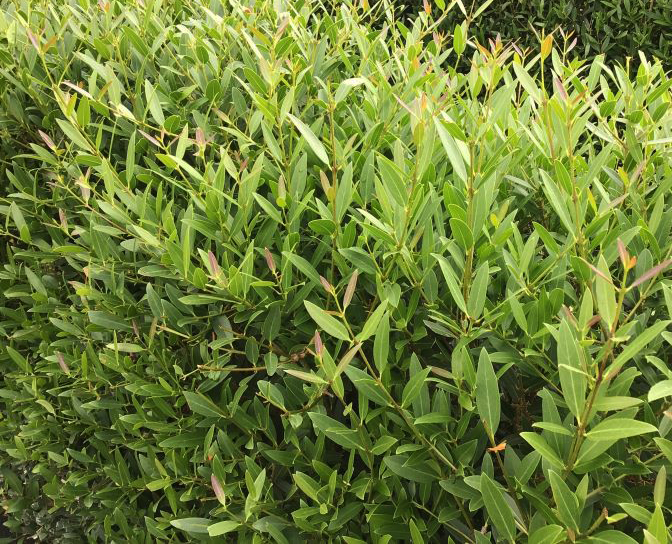 NEW Instant Hedge Phillyrea angustifolia Hedge Bag