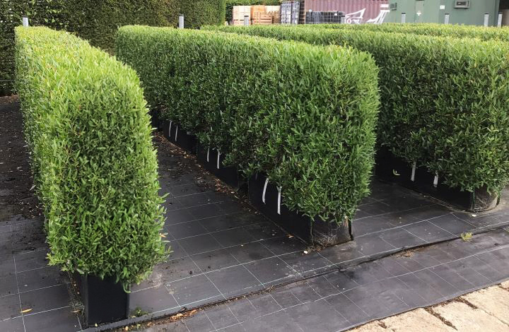 NEW Instant Hedge Phillyrea angustifolia Hedge Bag