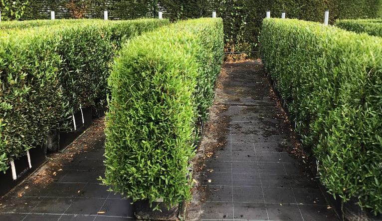 NEW Instant Hedge Phillyrea angustifolia Hedge Bag