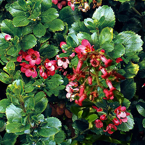 Instant Hedge Escallonia Crimson Spire Hedge Bag