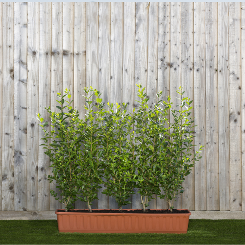 Early Spring Offer on Instant Hedge Green Privet (Ligustrum ovalifolium) in trough