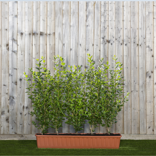 Instant Hedge Green Privet (Ligustrum ovalifolium) in trough