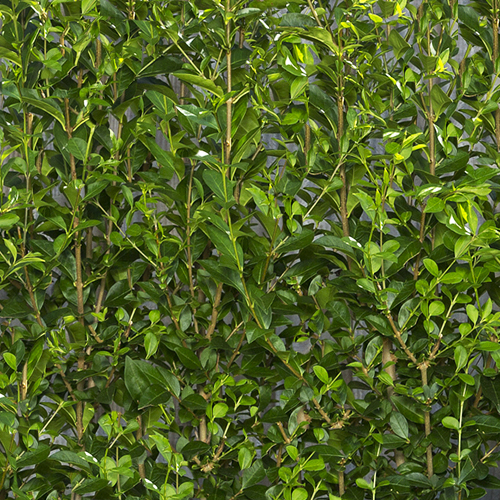 Instant Hedge Green Privet (Ligustrum ovalifolium) in trough