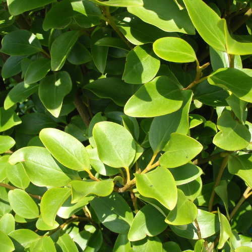 Instant Hedge Griselinia littoralis in trough (100cm long x 70 - 90 cm high x 20 cm deep)
