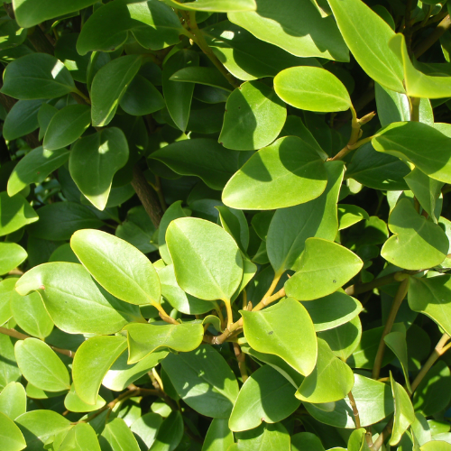 Instant Hedge Griselinia littoralis in trough (100cm long x 140-160cm high x 40cm deep)