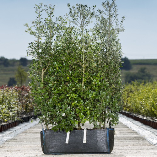 Instant Hedge Holm Oak (Quercus ilex) in a Hedge Bag