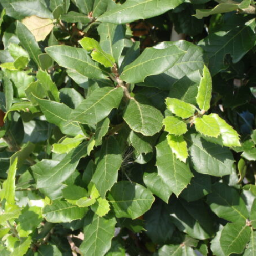 Instant Hedge Holm Oak (Quercus ilex) in a Hedge Bag