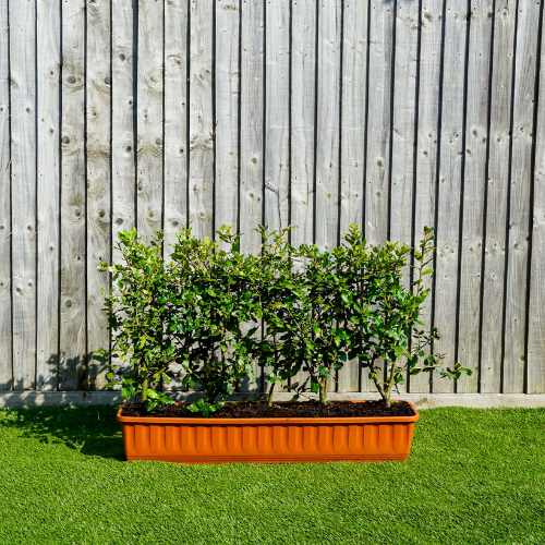 Instant Hedge Holm Oak (Quercus ilex) in trough