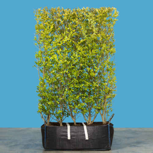 Instant Hedge Golden Privet (Ligustrum ovalifolium . Aureum) in Hedge Bag