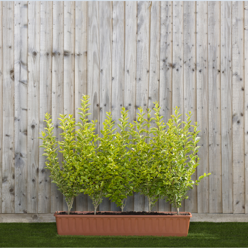 Instant Hedge Golden Privet (Ligustrum ovalifolium Aureum) in trough