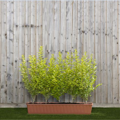 Instant Hedge Ligustrum ovalifolium . Aureum in trough