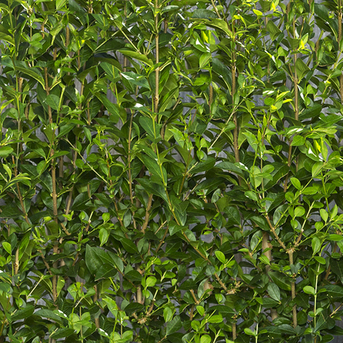 Instant Hedge Golden Privet (Ligustrum ovalifolium Aureum) in trough