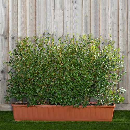 Instant Hedge Osmanthus burkwoodii in a trough