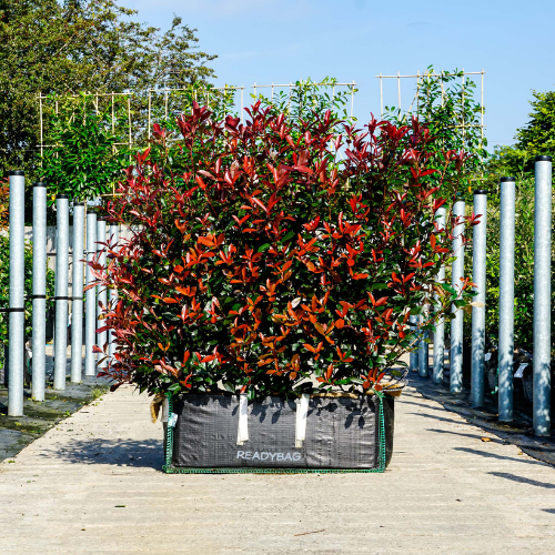 Instant Hedge Photinia Carre Rouge in Hedge Bag