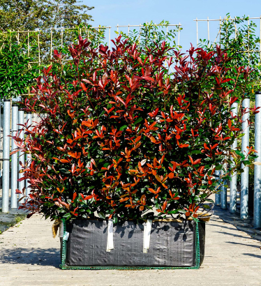 Instant Hedge Photinia Carre Rouge in Hedge Bag
