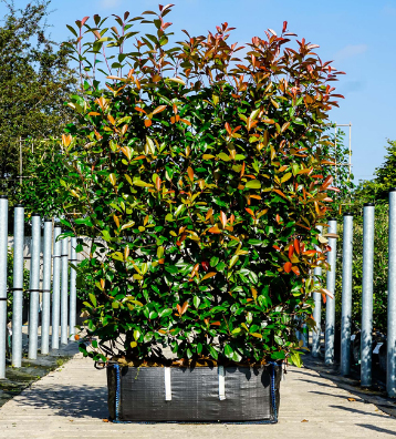 Instant Hedge Photinia Red Robin in Hedge Bag