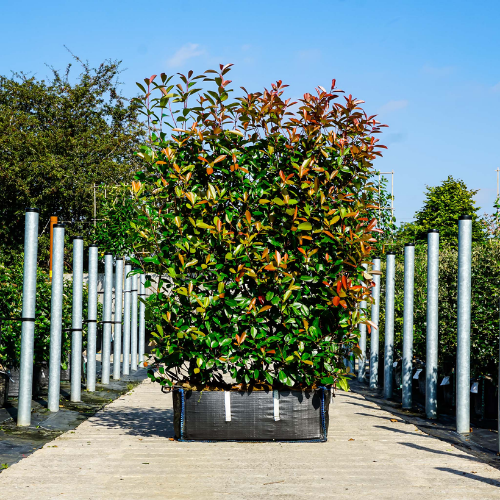 Instant Hedge Photinia Red Robin in Hedge Bag