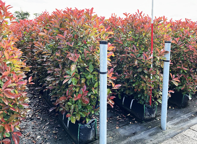 Instant Hedge Photinia Red Robin in Hedge Bag