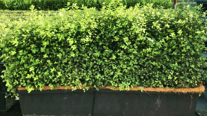 Instant Hedge Pittosporum tenuifolium Golf Ball in trough