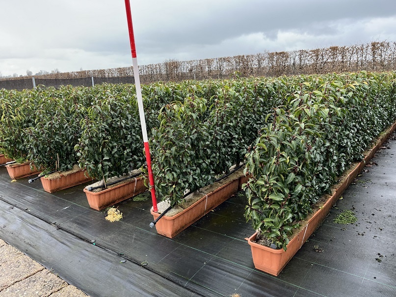 Instant Hedge Portuguese Laurel Prunus lusitanica. Angustifolia in Trough