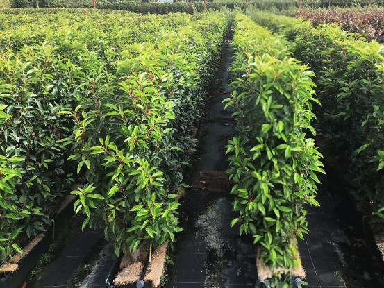 Instant Hedge Portuguese Laurel Prunus lusitanica. Angustifolia in Trough