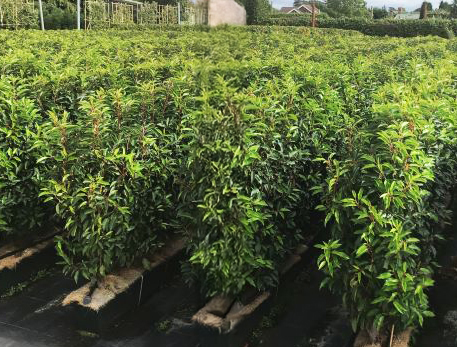Instant Hedge Portuguese Laurel Prunus lusitanica. Angustifolia in Trough