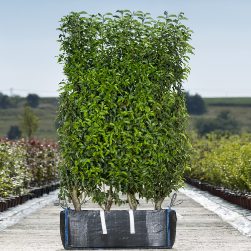 Instant Hedge Portuguese Laurel Prunus lusitanica Angustifolia. Mature Hedge Bag 150 - 160 cm high