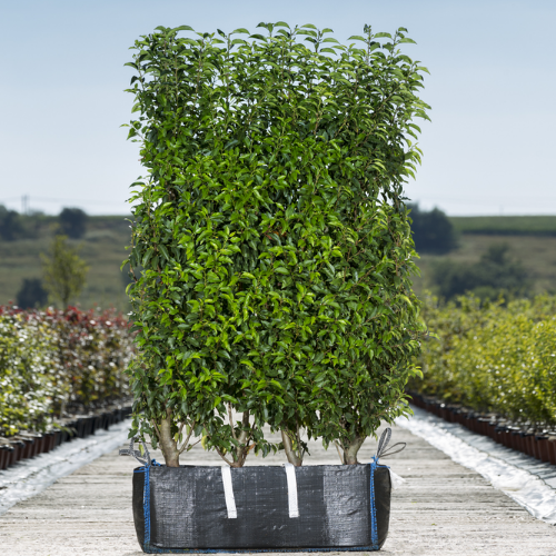 Instant Hedge Portuguese Laurel Prunus lusitanica. Angustifolia in Hedge Bag