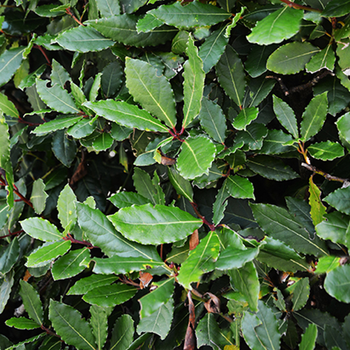 Instant Hedge Portuguese Laurel Prunus lusitanica. Angustifolia in Hedge Bag