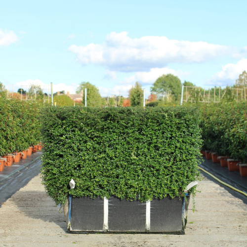 Instant Hedge Shrubby Honeysuckle (Lonicera nitida)  in Hedge Bag