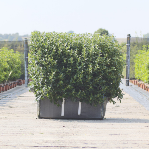 Instant Hedge Viburnum tinus in Hedge Bag (100 cm x 60-80cm high x 40cm)