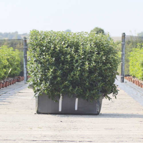 Instant Hedge Viburnum tinus in Hedge Bag