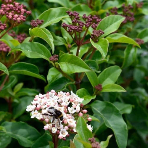 Instant Hedge Viburnum tinus in Hedge Bag (100 cm x 60-80cm high x 40cm)